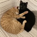 【里親募集】茶トラのなっつと黒猫のしおちゃん