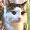 一匹飼い希望！おっとり甘えん坊、気が弱いハチくん
