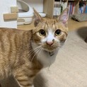 人懐っこい茶白くん