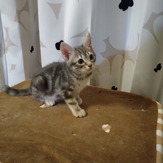 行政保護の兄弟。