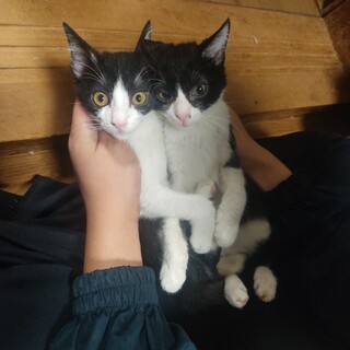 ハチワレくん♂