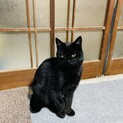 急募！ふわふわ毛の猫ちゃん