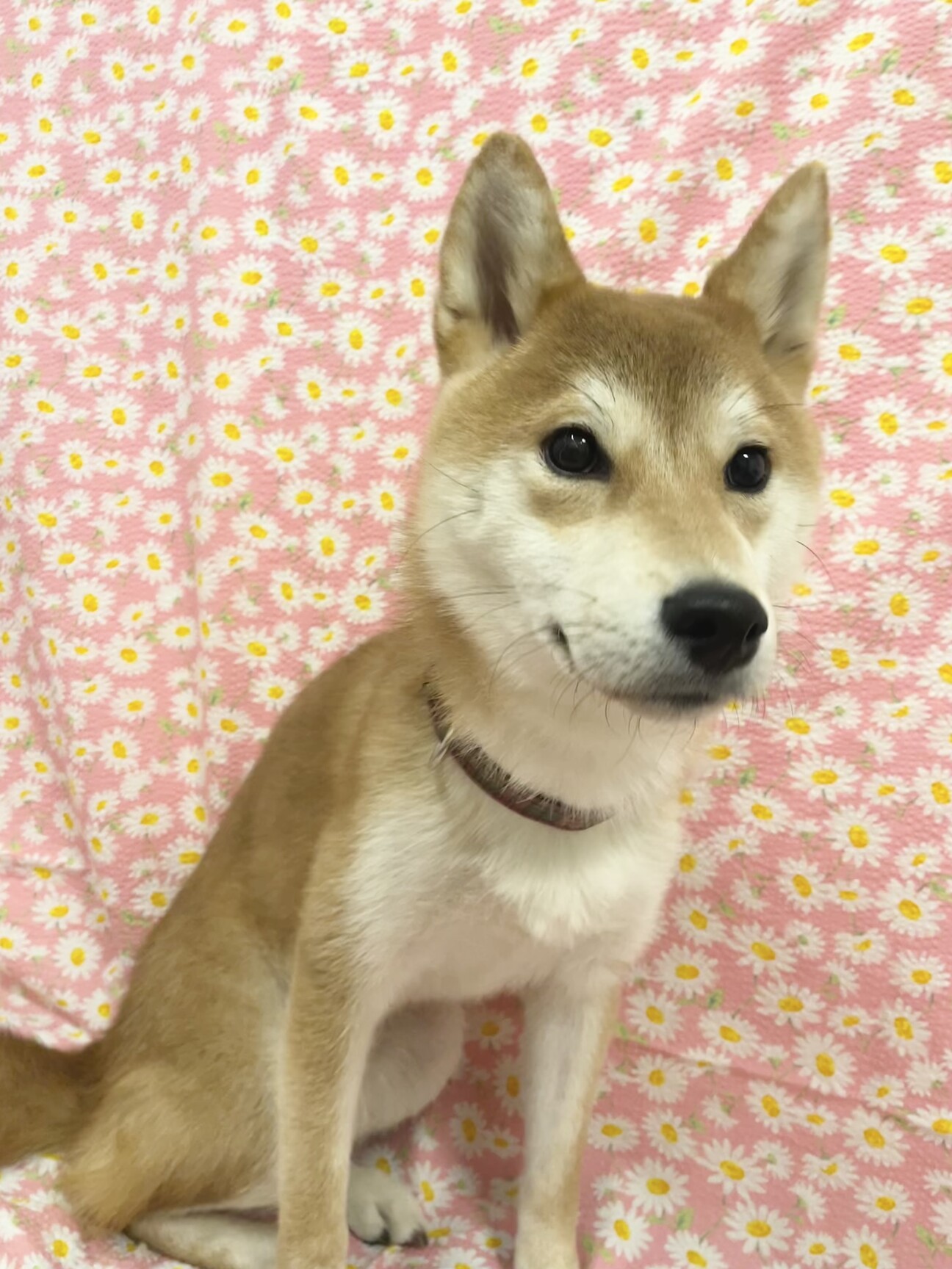 おっとり柴犬のこうきくん9ヶ月」東京都 - 犬の里親募集(399953