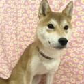 おっとり柴犬のこうきくん9ヶ月