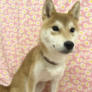 おっとり柴犬のこうきくん9ヶ月