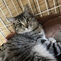 急募！ふわふわ毛の猫ちゃん