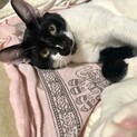おっとり甘えん坊にゃん♡人馴れ◎お子様◎おはぎ君