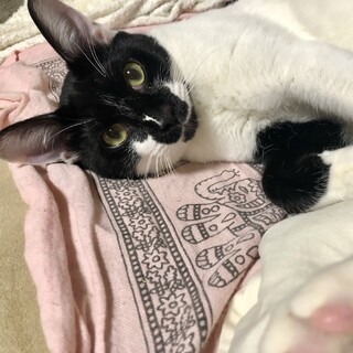 おっとり甘えん坊にゃん♡人馴れ◎お子様◎おはぎ君