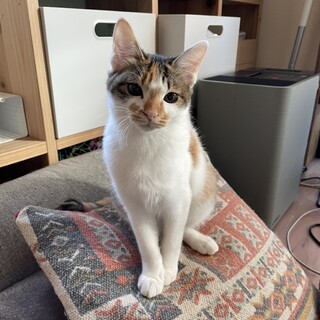 人も猫も大丈夫。ミケ子猫