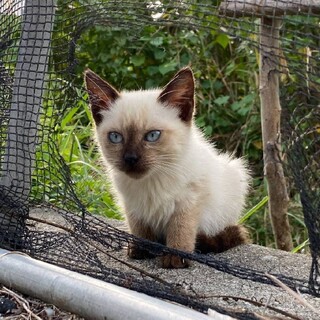 応募者5人の中から決定します ピニャコラーダ♀