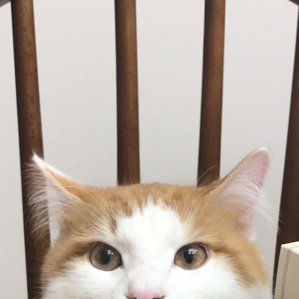 てんのカバー写真
