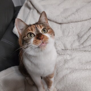 ビビりな子！縞ミケのモモチ⭐️