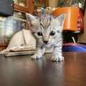 まだ生後1ヶ月の子猫です！