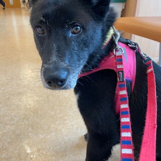 控えめで優しいMIXの男の子！レイくん