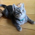 てふら♡家族ができました