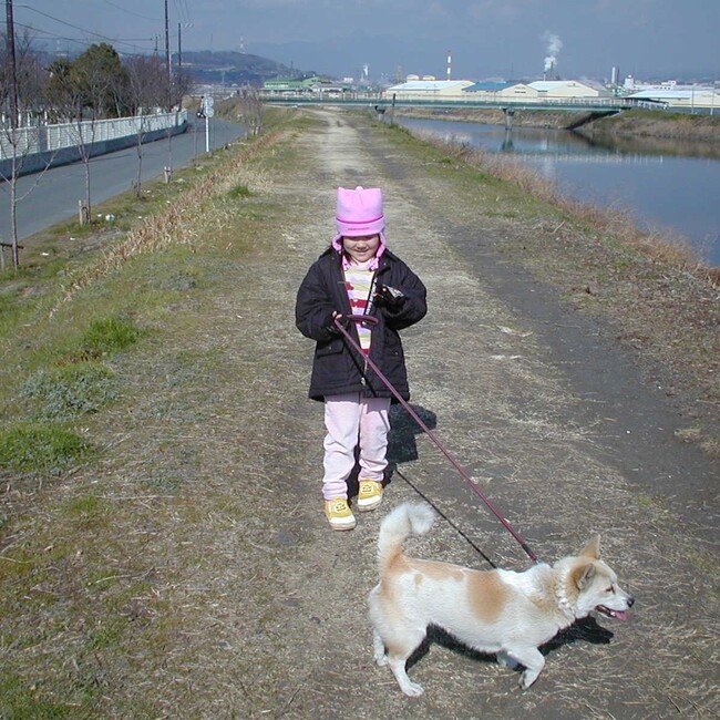 シマコリのカバー写真