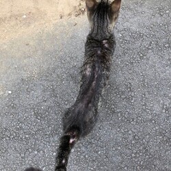 「流転の猫生　保護猫とらちゃん」サムネイル3