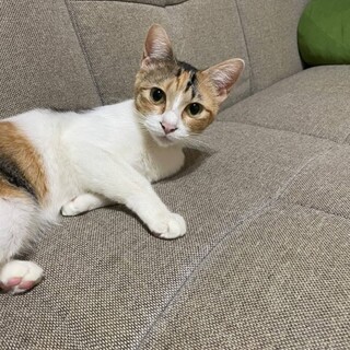 三毛 (仮)べんちゃん1歳女の子