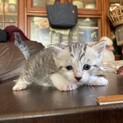 まだ生後1ヶ月の子猫です！②
