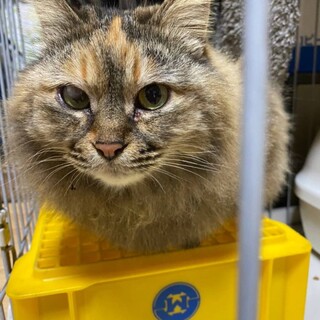 長毛サビちゃん