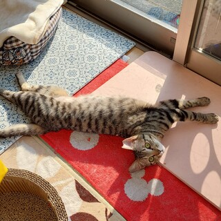 人馴れ修行中‼️家族に迎えることにしました