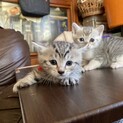 まだ生後1ヶ月の子猫です！④
