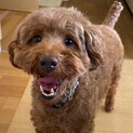 一途に可愛く甘えます❤︎トイプーさくらちゃん５歳