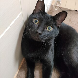 撫でて！遊んで！抱っこして！甘えん坊将軍こんぶ