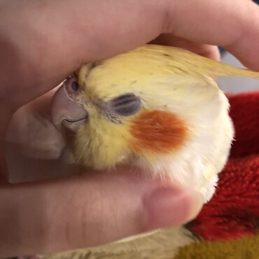 カキカキ大好き