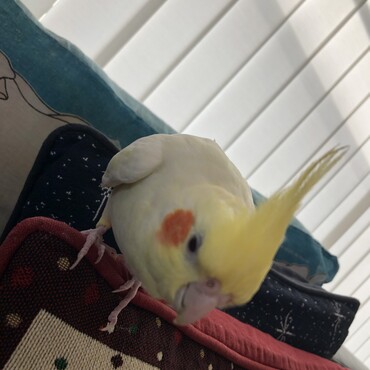 カキカキ待ちの表情