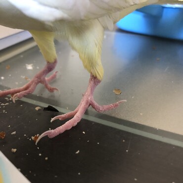 モモヒキかわいい