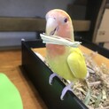 コザクラインコルチノー 生後約5ヶ月 雌雄不明