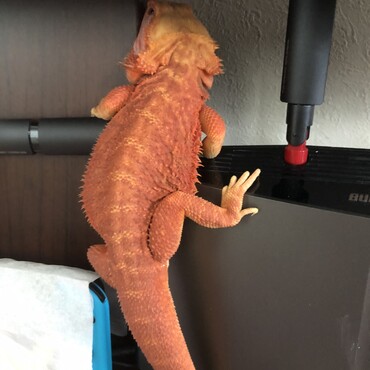 たまに起きるアグレッシブ移動