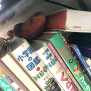 お散歩先の隠れ家