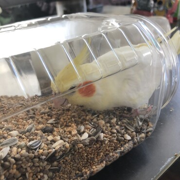 お掃除中の食いしん坊ちゃん