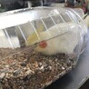 お掃除中の食いしん坊ちゃん