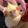 たんぽぽちゃん