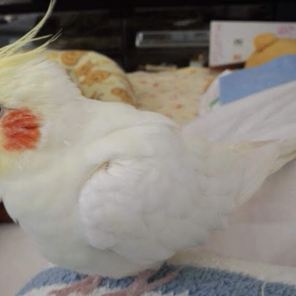 パーちゃんのカバー写真