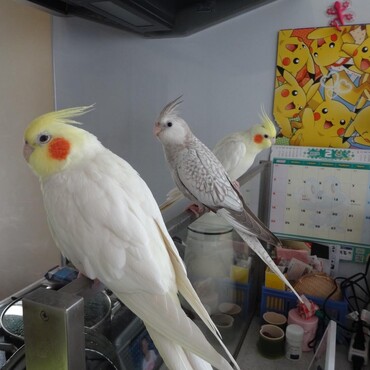 の写真