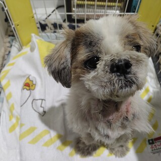 里親になって下さい