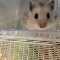 ハムスター赤ちゃんの里親募集