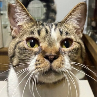 キジ白猫｢ハム｣ 20ss48