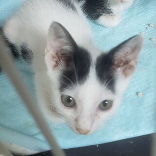 兄妹チビにゃん、白黒ハチワレのあずま君！