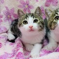 ふわふわキジ白兄弟だい君