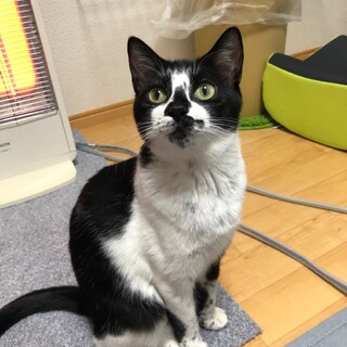 可愛いういちゃん、鼻黒が魅力★