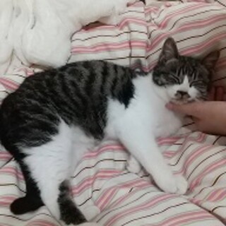 プチ君　生後５か月♂