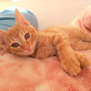 節分3兄弟まめくん生後3カ月　兄弟一緒に