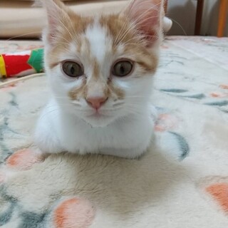 節分3兄弟ふくくん生後3カ月　兄弟一緒に