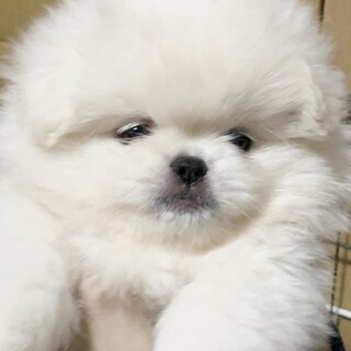 ホワイトペキニーズミックス