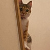 ねにょんでし